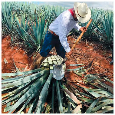 Tequila and mezcal, the most Mexican marriage!